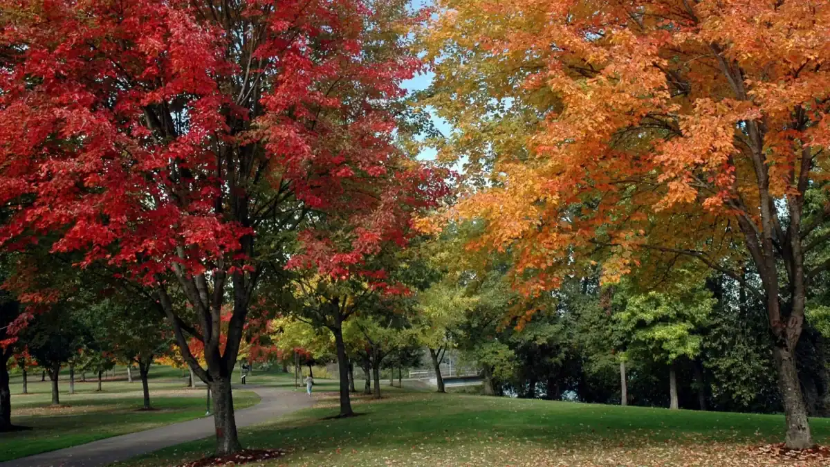 Learn how winter, spring, summer, and fall conditions influence ear comfort, pressure, and hearing throughout the year.